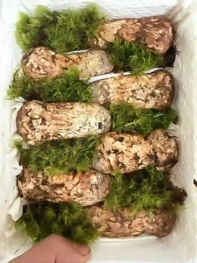 Freshly foraged wild mushrooms laid out with moss