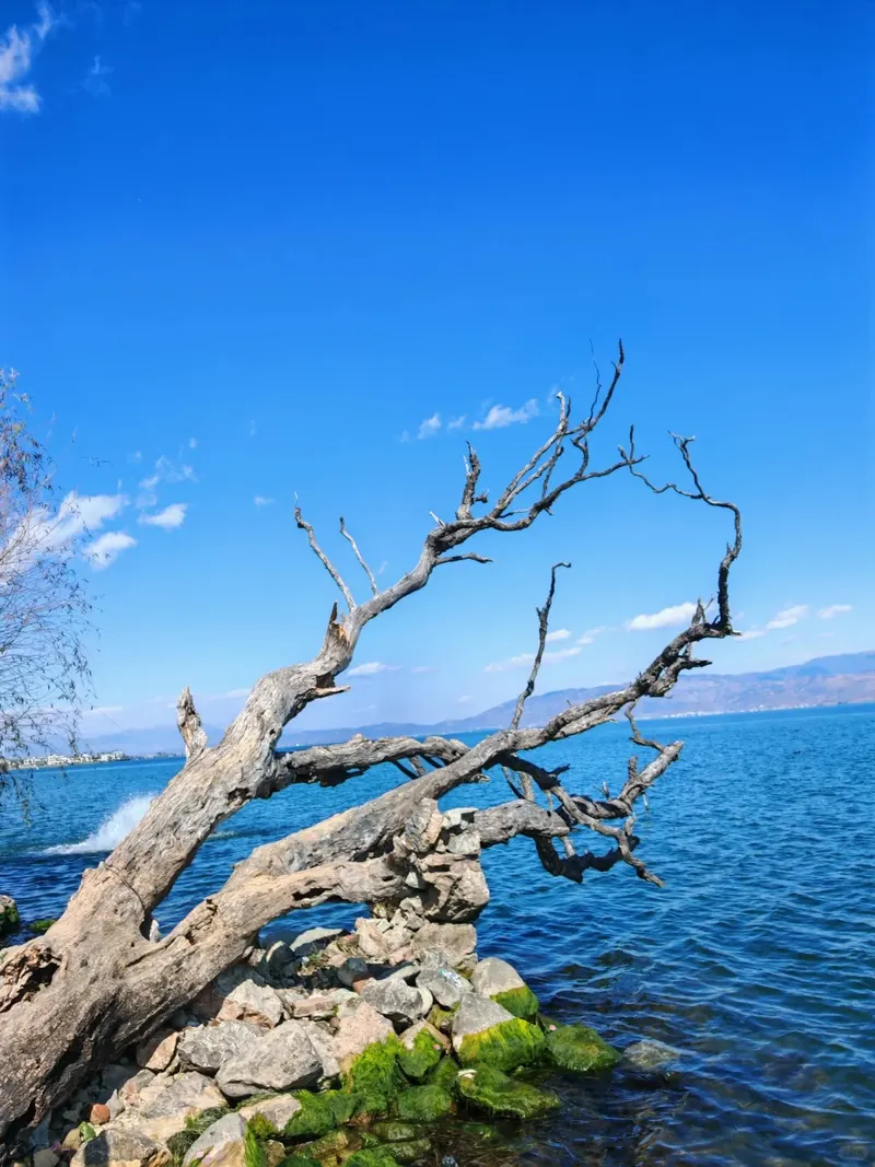 A weathered lone tree leaning over the deep blue water of Erhai Lake