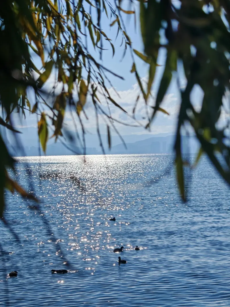 Ducks among sunlit willows on the shore of Erhai Lake