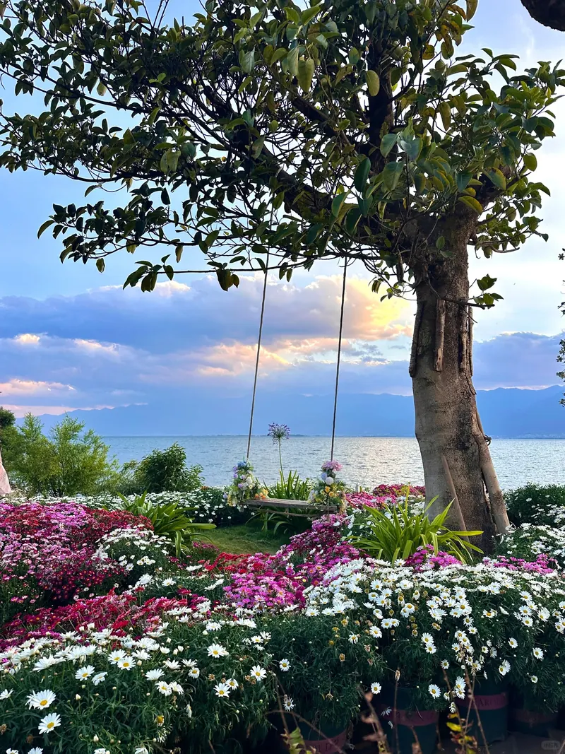 A flower swing in a lakeside garden of daisies at sunset over Erhai Lake