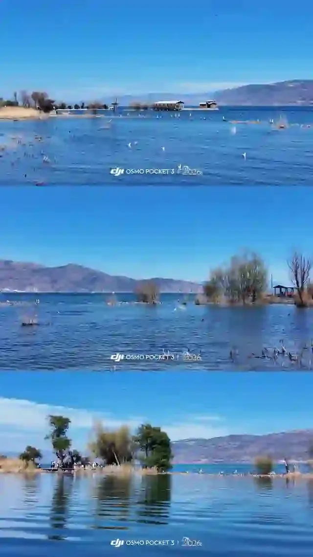 The lakeside at Caicun on Erhai with cypress trees and waterbirds