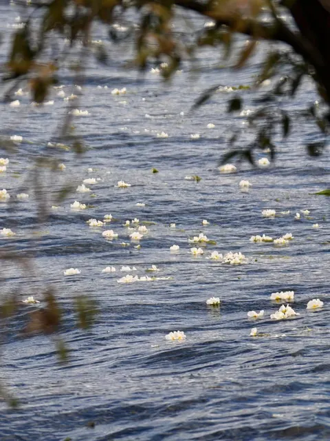 White sea-flowers floating on Erhai near Caicun