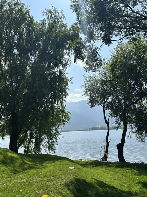 A leaning tree on the grassy shore of Haishe Park
