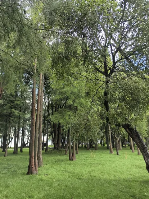 A grove of tall trees in Haishe Park