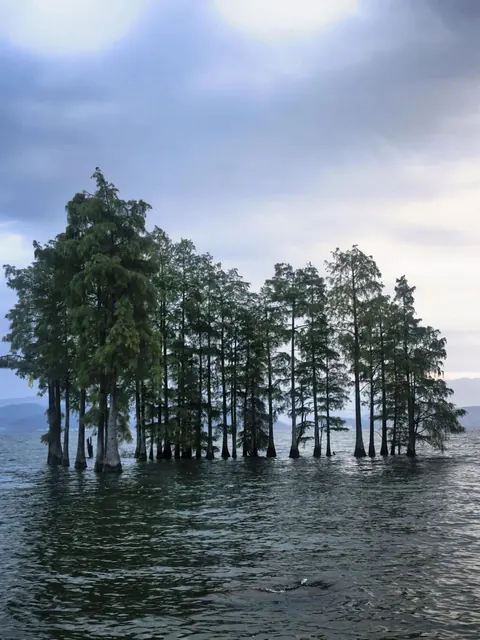 A cluster of cypress trees standing in Erhai at Longkan