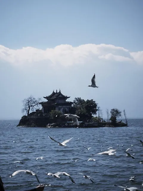 Gulls flying around the Xiaoputuo islet