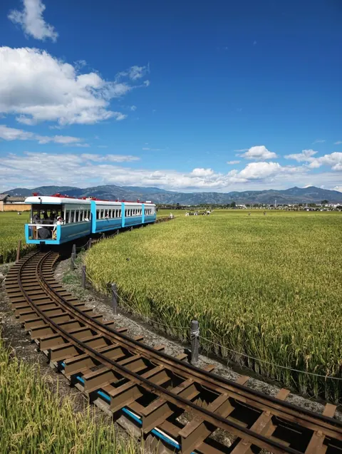 A small train crossing the rice fields near Xizhou